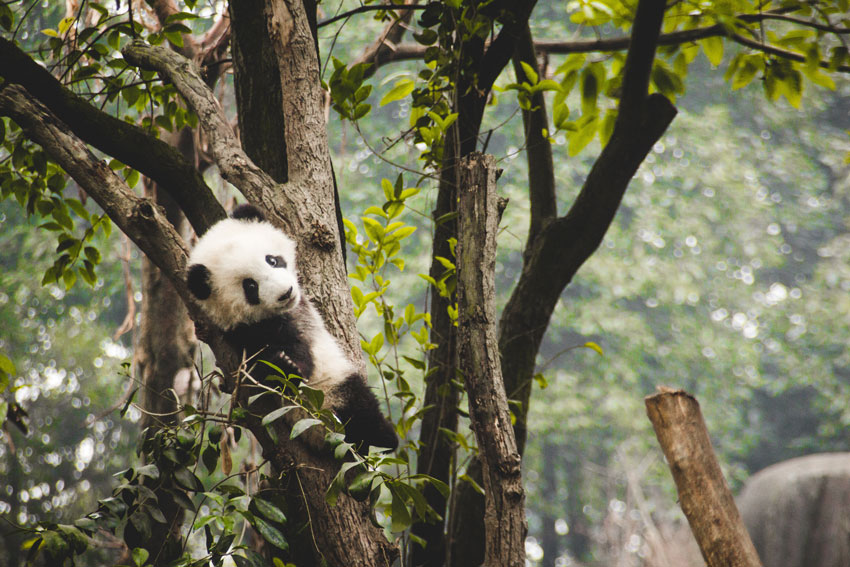 China pandas